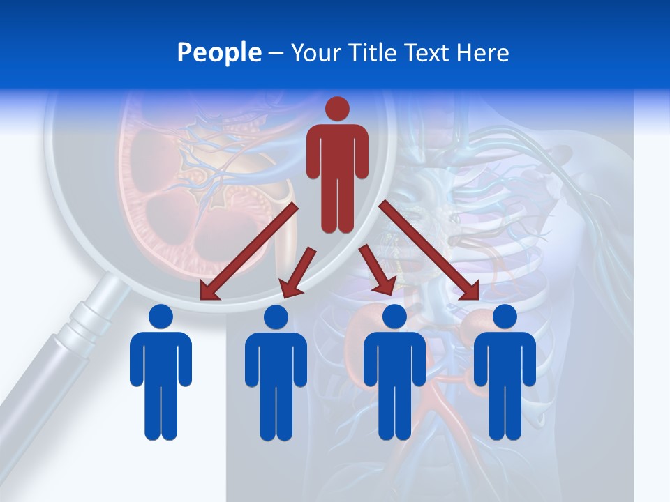 Arteries Details Science PowerPoint Template