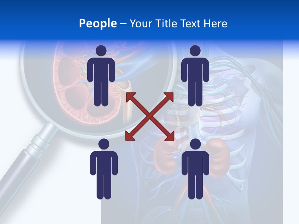 Arteries Details Science PowerPoint Template