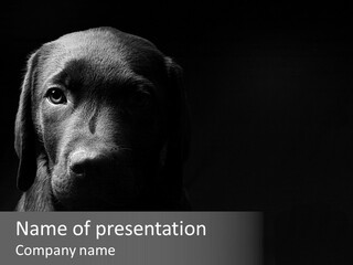 Key Liver Background PowerPoint Template