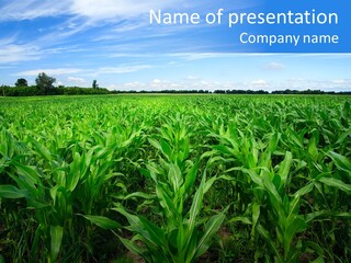 Spring Background Corn PowerPoint Template