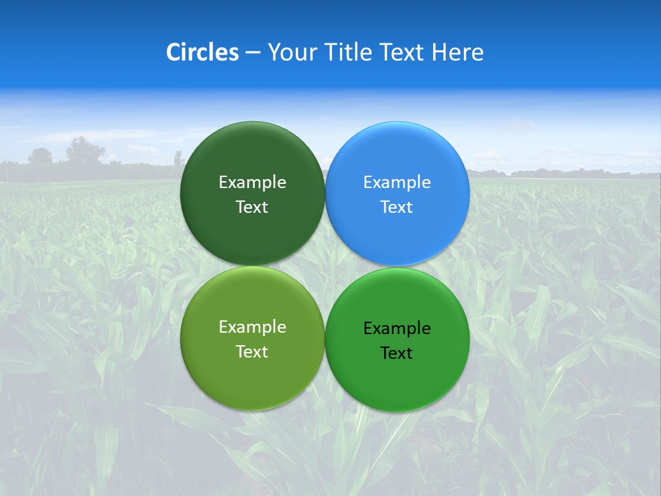 Spring Background Corn PowerPoint Template