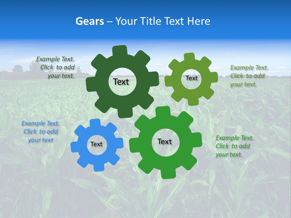 Spring Background Corn PowerPoint Template