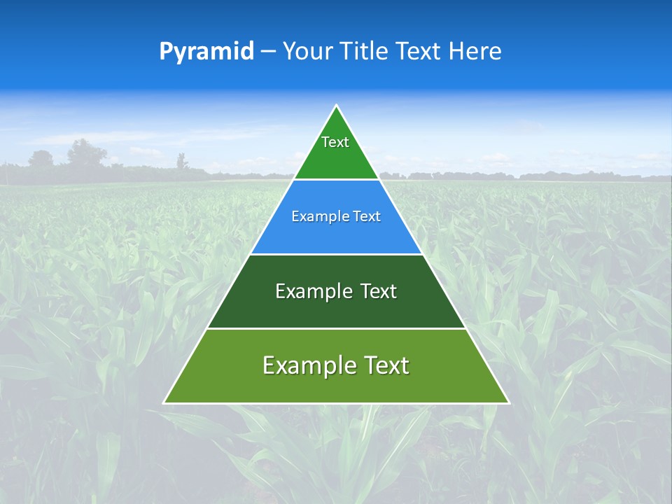 Spring Background Corn PowerPoint Template