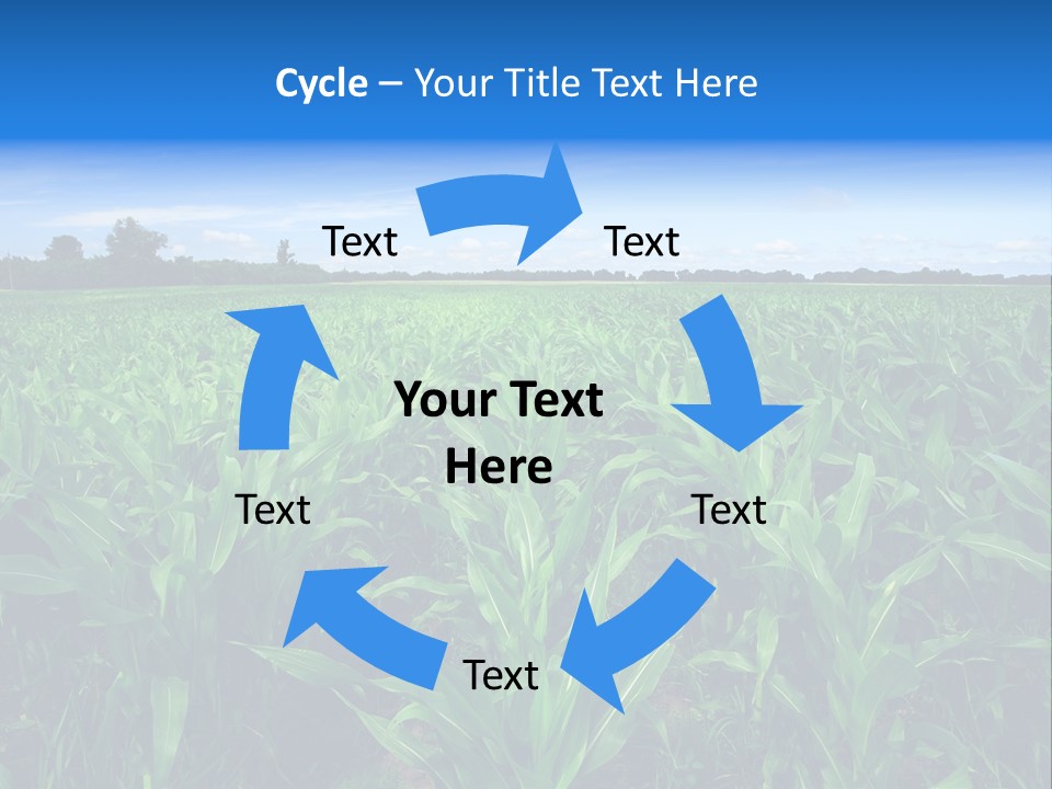 Spring Background Corn PowerPoint Template