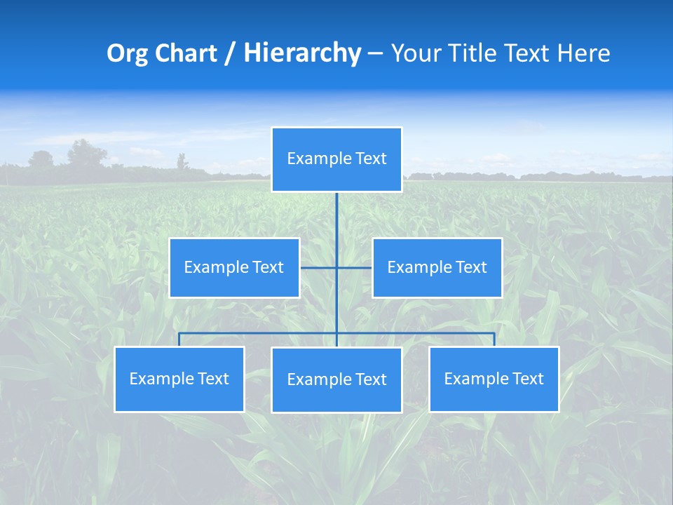 Spring Background Corn PowerPoint Template