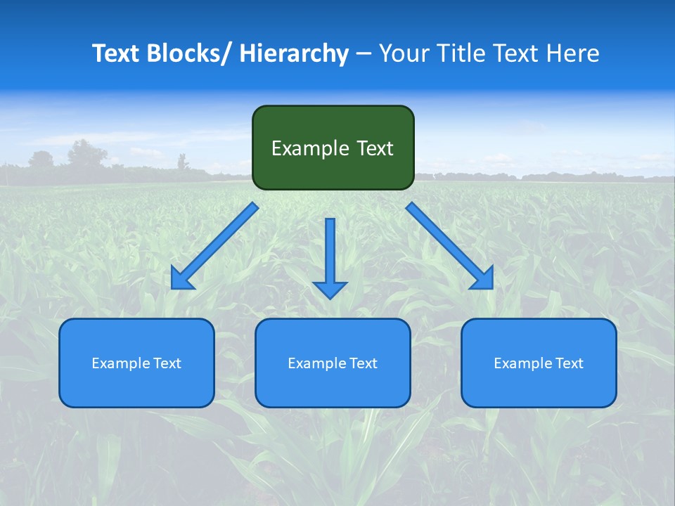 Spring Background Corn PowerPoint Template