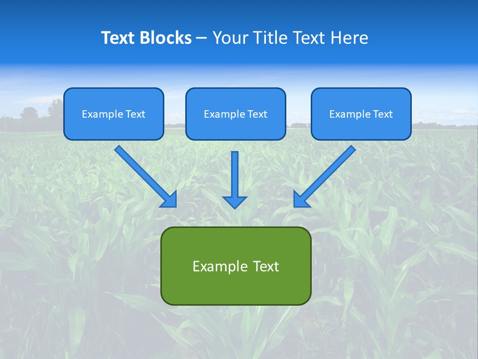 Spring Background Corn PowerPoint Template