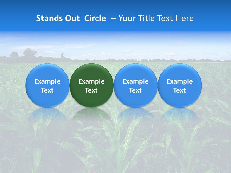 Spring Background Corn PowerPoint Template