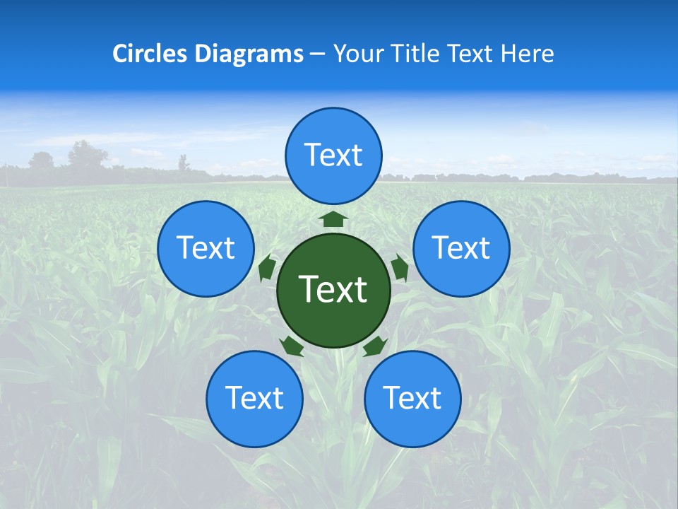 Spring Background Corn PowerPoint Template