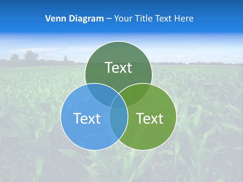 Spring Background Corn PowerPoint Template