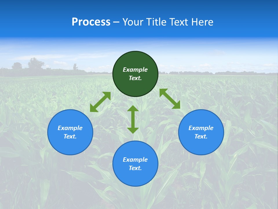 Spring Background Corn PowerPoint Template