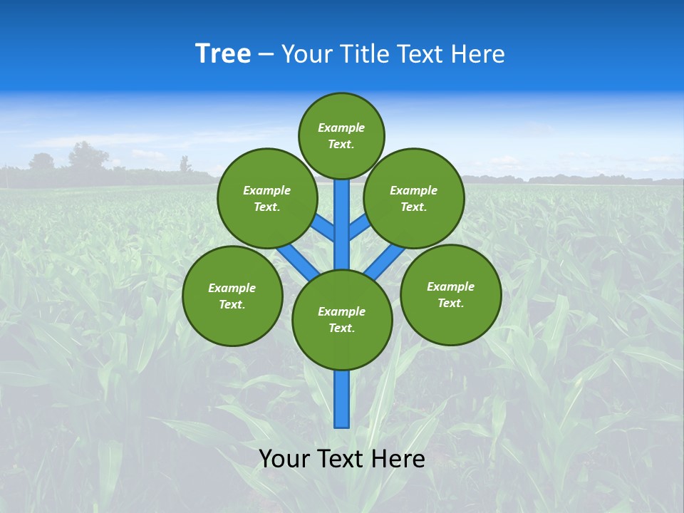 Spring Background Corn PowerPoint Template