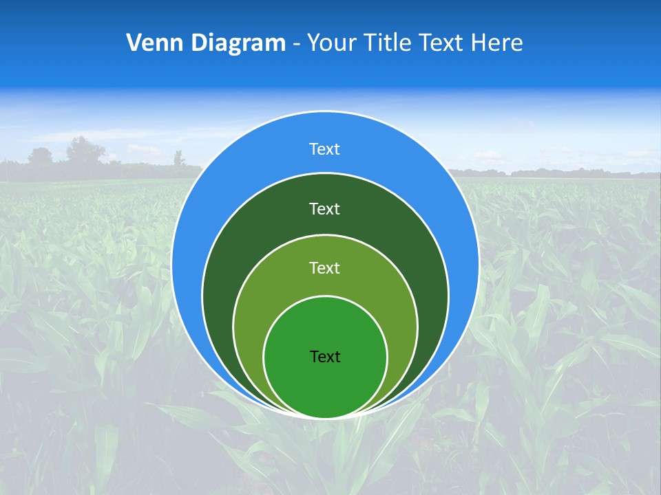 Spring Background Corn PowerPoint Template