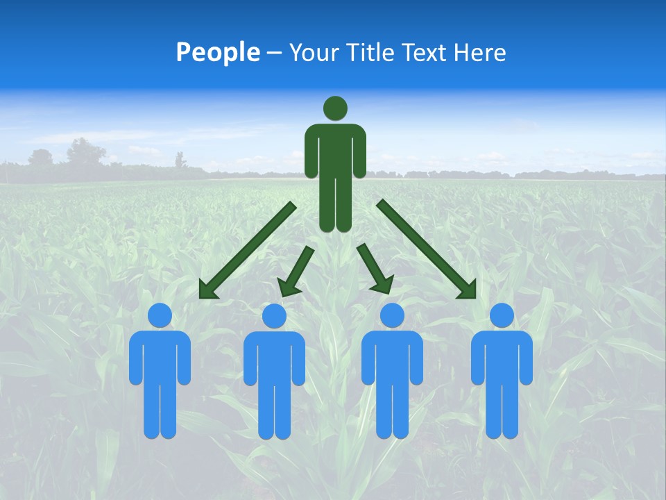 Spring Background Corn PowerPoint Template