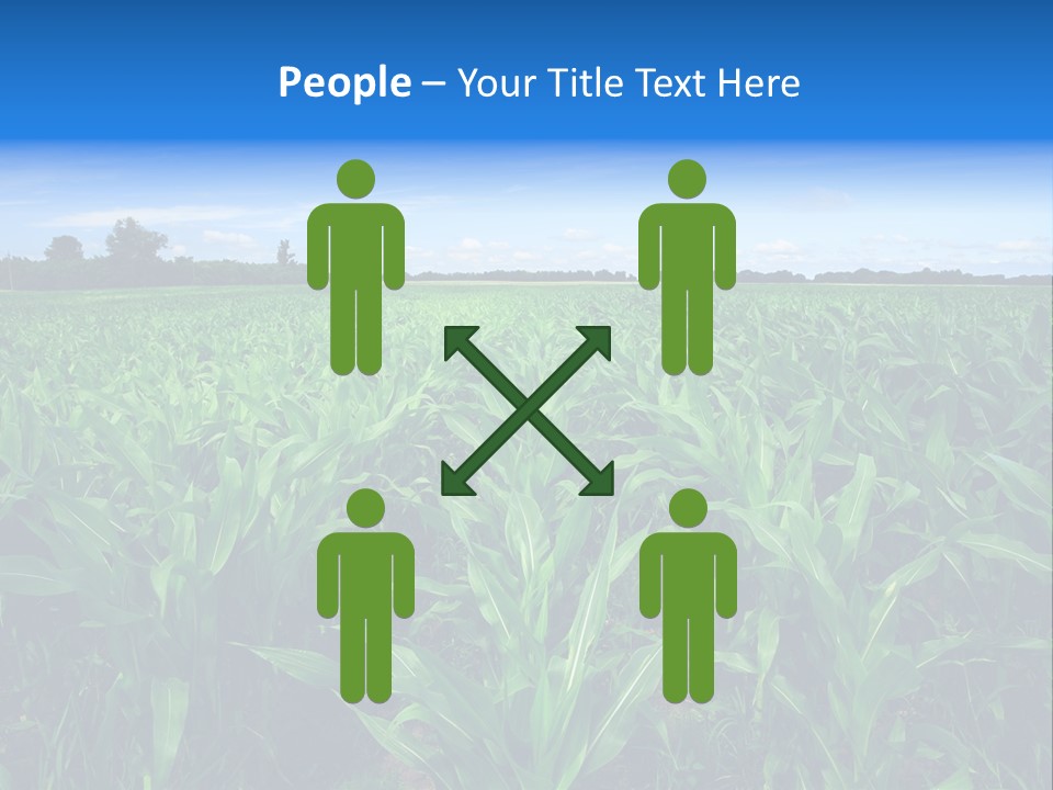 Spring Background Corn PowerPoint Template