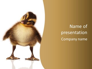 Vertebrate Duckling Closeup PowerPoint Template