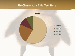 Vertebrate Duckling Closeup PowerPoint Template