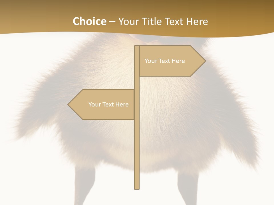 Vertebrate Duckling Closeup PowerPoint Template