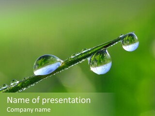 Grass Rain Environmental PowerPoint Template