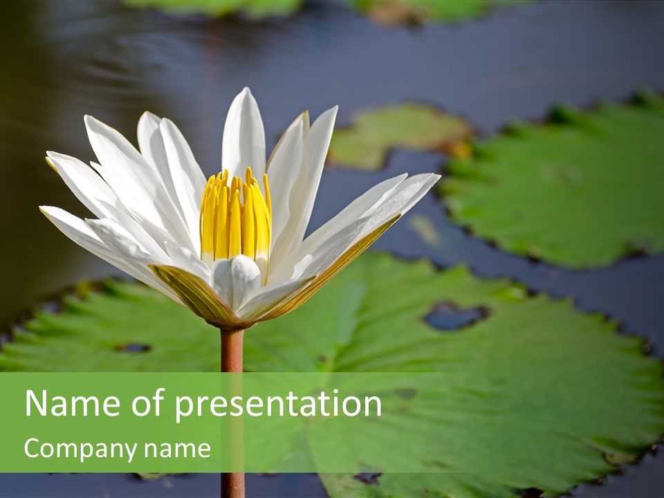 Exotic Leaf Card PowerPoint Template