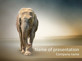 Africa Desert Fog PowerPoint Template