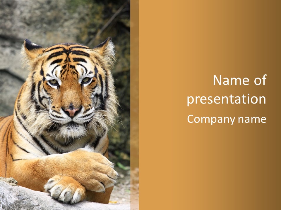 Jungle Wildcat Orange PowerPoint Template