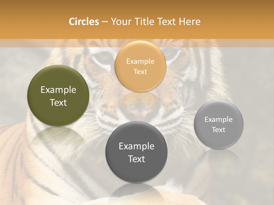 Jungle Wildcat Orange PowerPoint Template