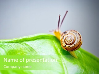 Plant Wet Alone PowerPoint Template