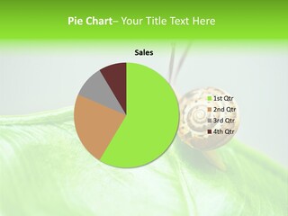 Plant Wet Alone PowerPoint Template