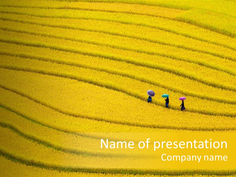 Plantation Asia Lao PowerPoint Template