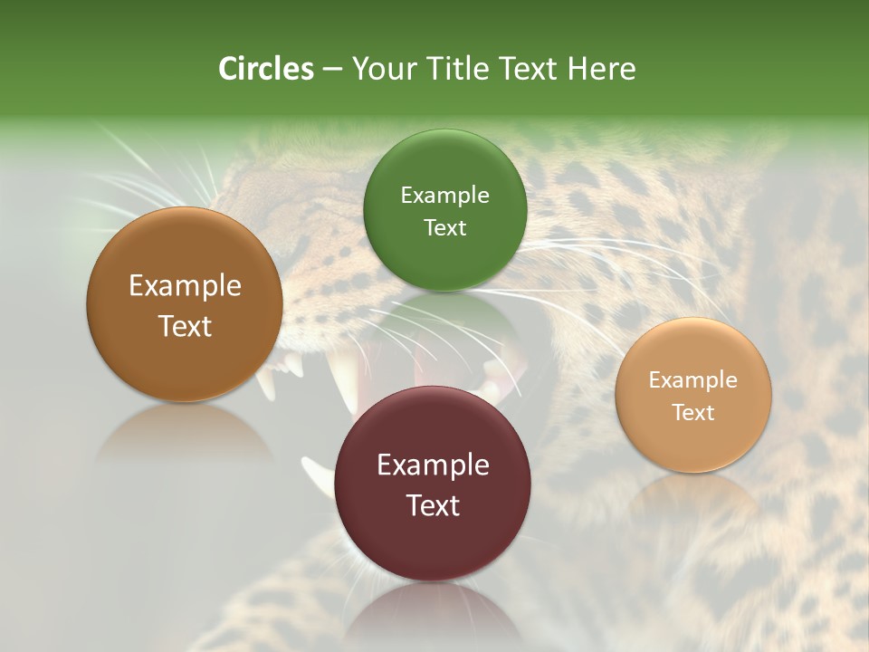 Whiskers Dangerous Mammal PowerPoint Template