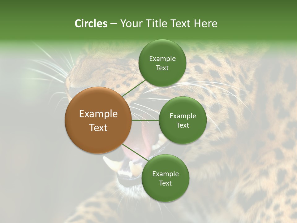 Whiskers Dangerous Mammal PowerPoint Template