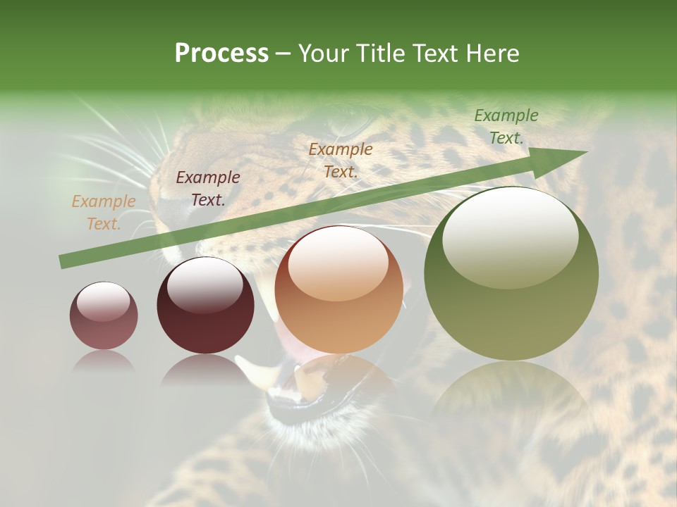 Whiskers Dangerous Mammal PowerPoint Template