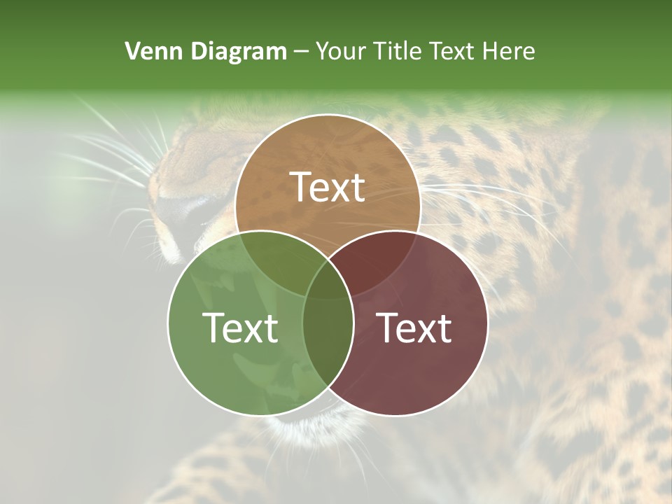 Whiskers Dangerous Mammal PowerPoint Template