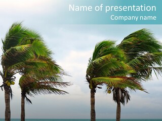 Monsoon Palms Gale PowerPoint Template