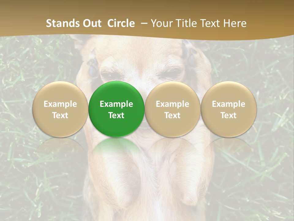 Mammal Canine Grass PowerPoint Template