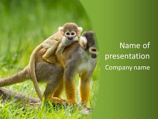 Mammal Small Macaca PowerPoint Template