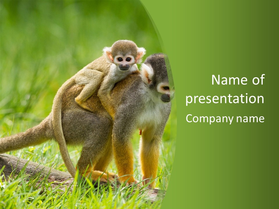 Mammal Small Macaca PowerPoint Template