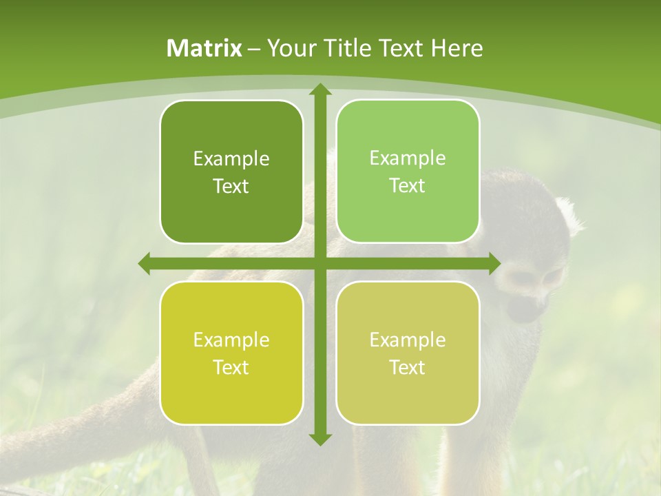 Mammal Small Macaca PowerPoint Template