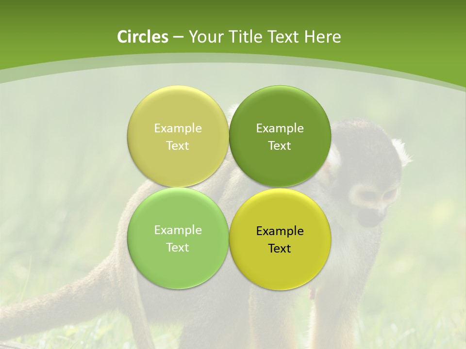 Mammal Small Macaca PowerPoint Template