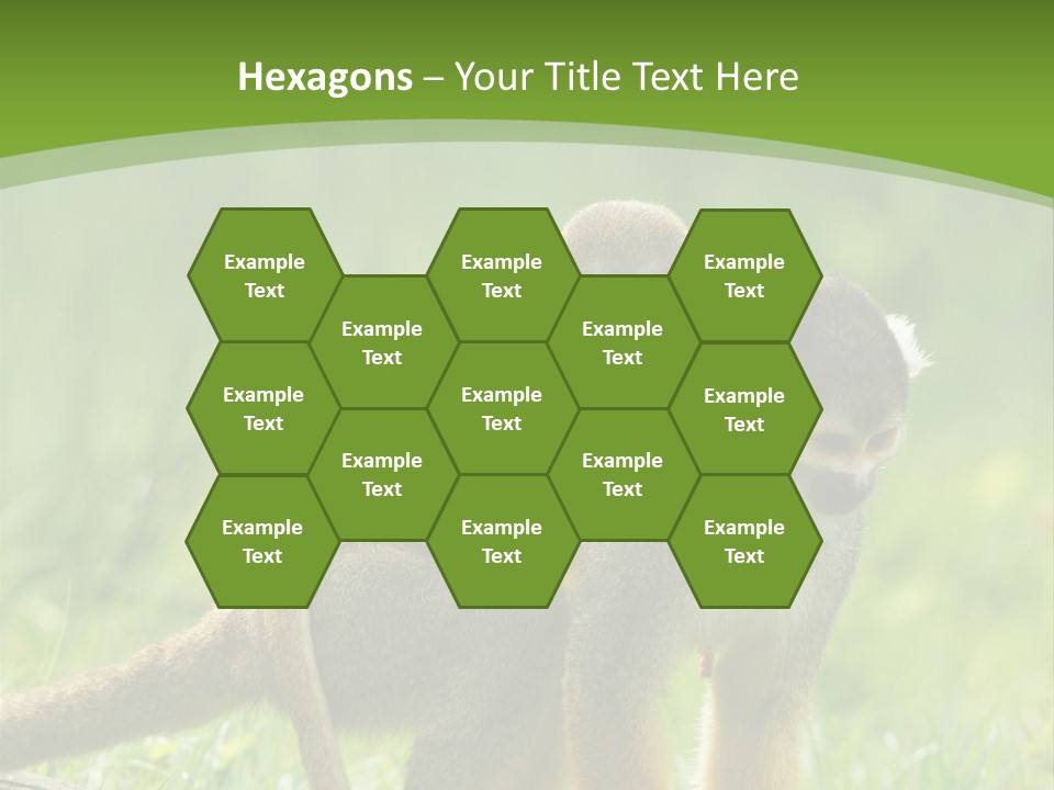 Mammal Small Macaca PowerPoint Template