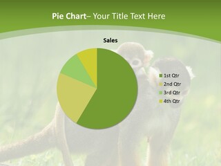 Mammal Small Macaca PowerPoint Template