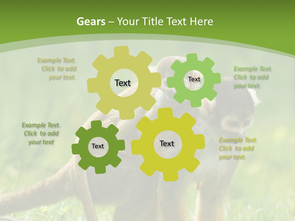 Mammal Small Macaca PowerPoint Template