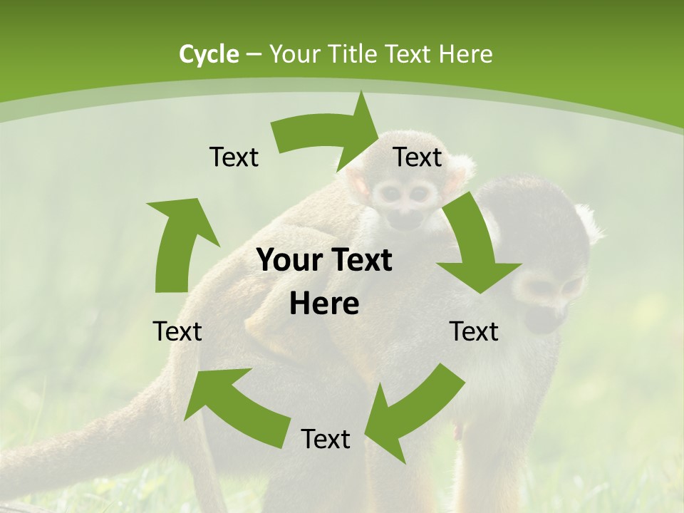 Mammal Small Macaca PowerPoint Template