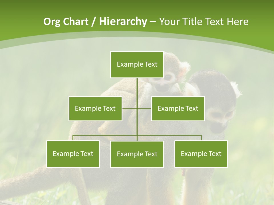 Mammal Small Macaca PowerPoint Template