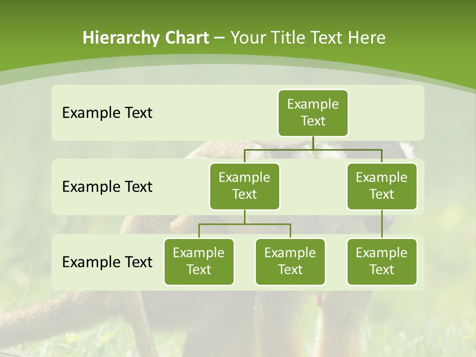Mammal Small Macaca PowerPoint Template