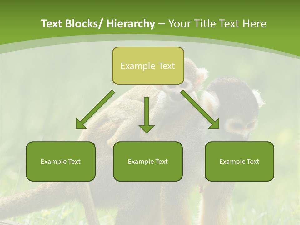 Mammal Small Macaca PowerPoint Template