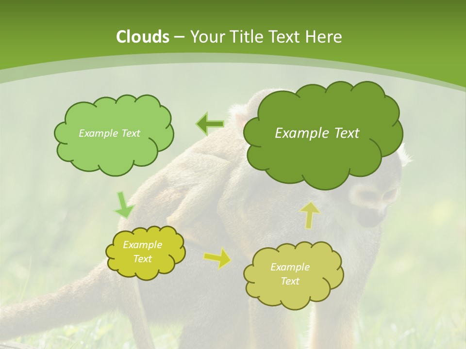 Mammal Small Macaca PowerPoint Template