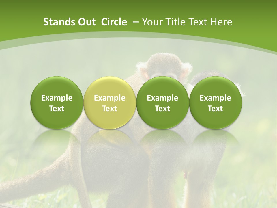 Mammal Small Macaca PowerPoint Template