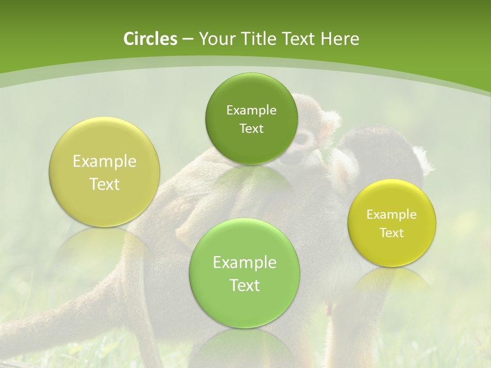 Mammal Small Macaca PowerPoint Template